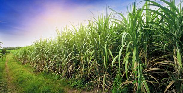 Lush green sugarcane plants growing in a field under a bright sky with sunlight in the background