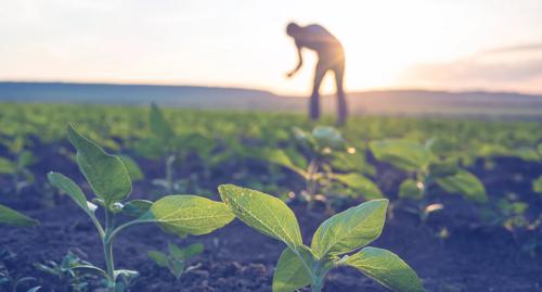 Man bending over in field with sun in background