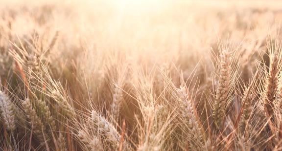 Field of ripe wheat at sunset representing grain production and agricultural commodities.