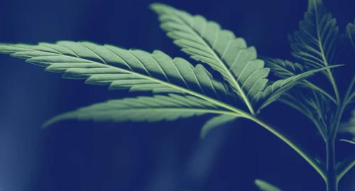 Cannabis leaf representing legalised cannabis thematic index